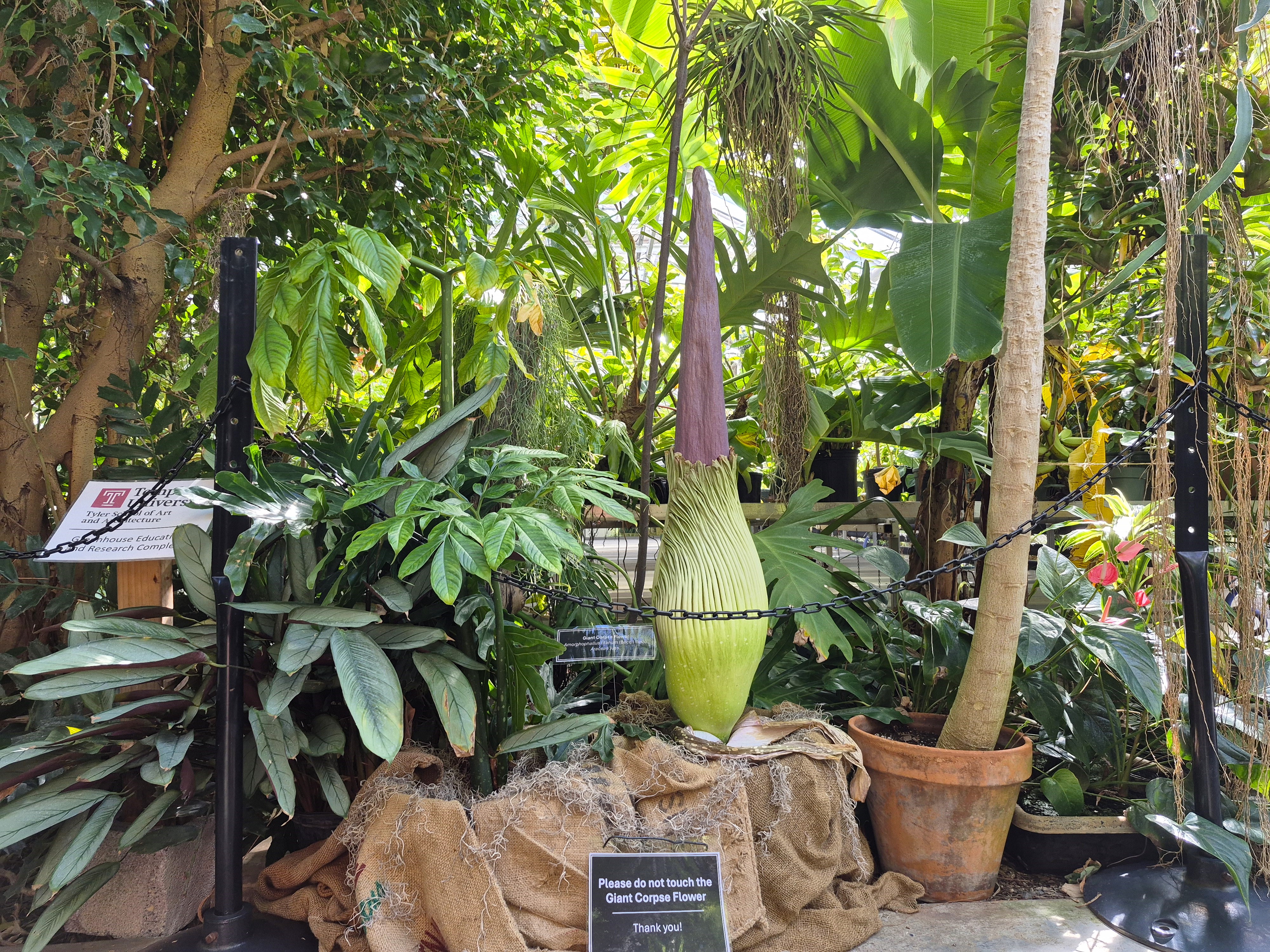 Corpse Flower Central | Ambler Campus | Temple University